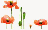 Poppies